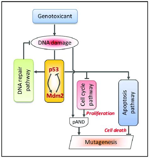 p53-mediated perturbation of DNA damage response pathways that affect ...