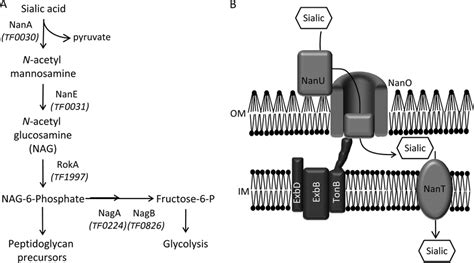 Schematic Of Putative Sialic Acid Utilization And Uptake Pathways A