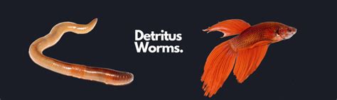 Say Goodbye to Detritus Worms: Easy Methods to Eliminate and Prevent ...