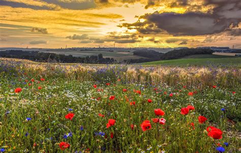 Wallpaper Summer The Sky Clouds Sunset Flowers Clouds Maki