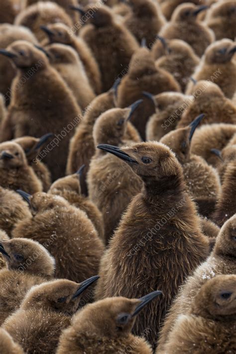 king penguin chicks  creche  breeding colony stock image