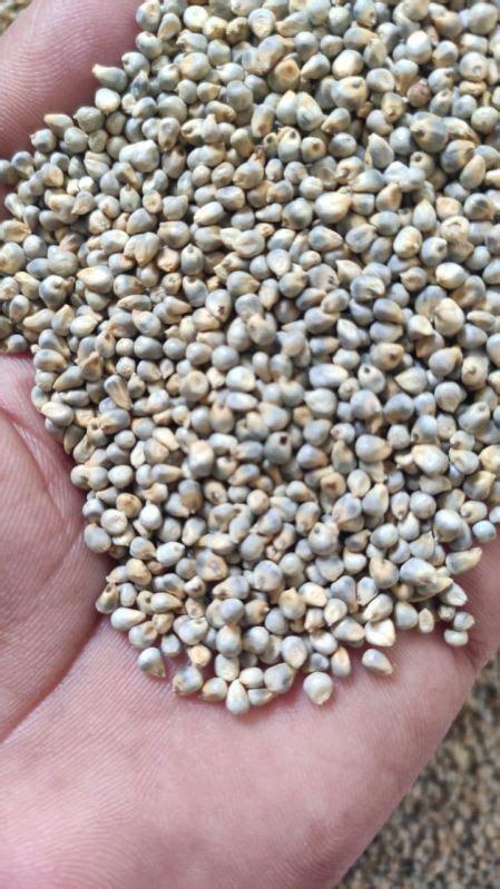 Common Natural Green Millet Bajra For Cooking Cattle Feed Variety