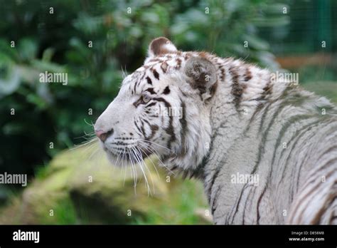 White tiger looking for prey Stock Photo - Alamy