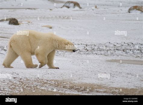 Curious Polar Bear Close Encounter As Bear Walks Close By People At