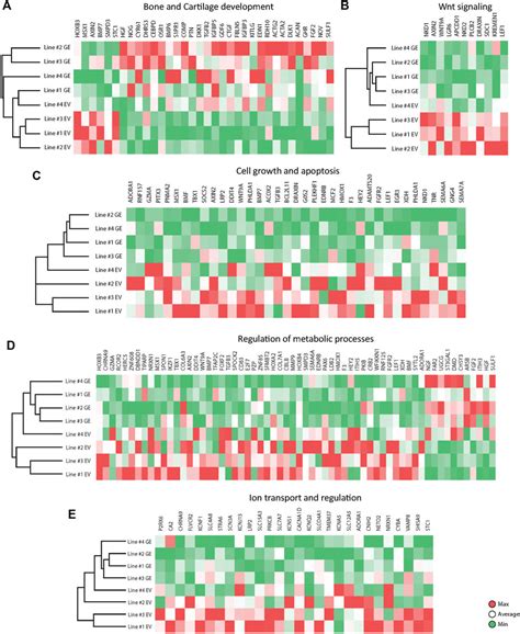 Frontiers Modeling Cartilage Pathology In Mucopolysaccharidosis Vi Using Ipscs Reveals Early