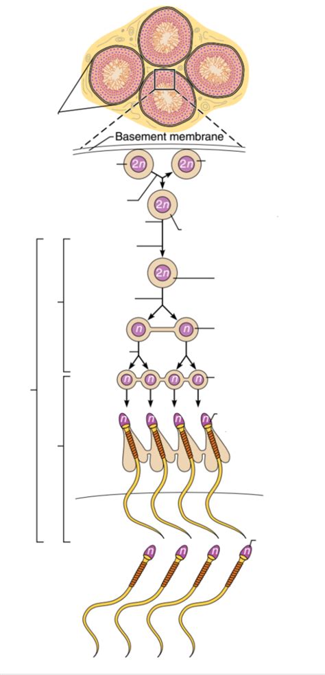 Spermatogenesis Diagram