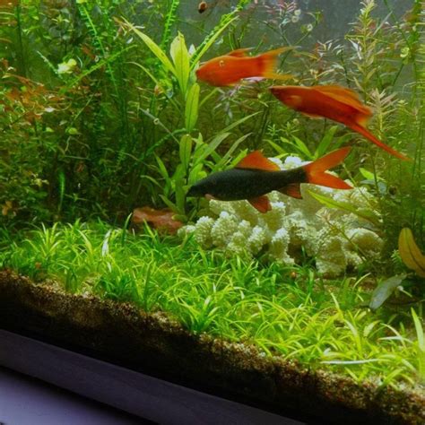 Газон для аквариума, другие растения и рыбки. – купить в Москве, цена ...