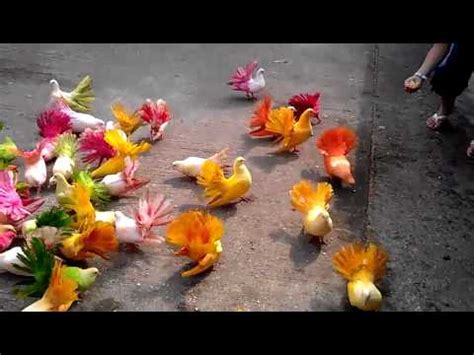 Разноцветные голуби - YouTube