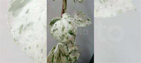 Маяри, эпипремнум, эписция, бегония купить в Москве | Товары для дома и ...