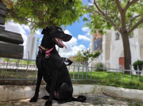 Onda De Calor Veja Dicas Do CCZ De Como Cuidar Do Seu Pet Nos Dias