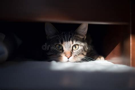 Scared Cat Hiding Under Bed. Generative AI Stock Illustration ...