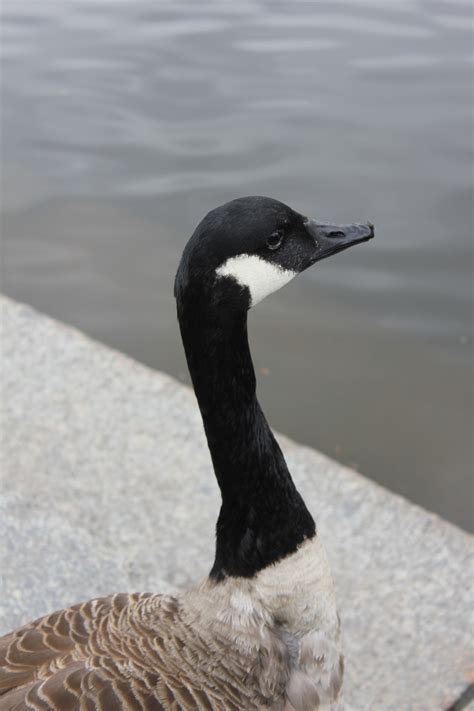 Goose Free Stock Photo Public Domain Pictures