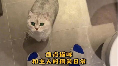 盘点猫咪和主人的搞笑日常高清1080p在线观看平台腾讯视频