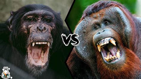 History of chimpanzee vs gorilla blood type - ferydevelopment