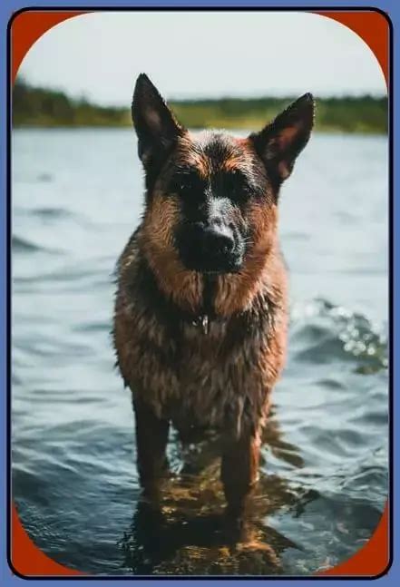 German Shepherd Boxer Mix Dog Size Temperament Lifespan Guide