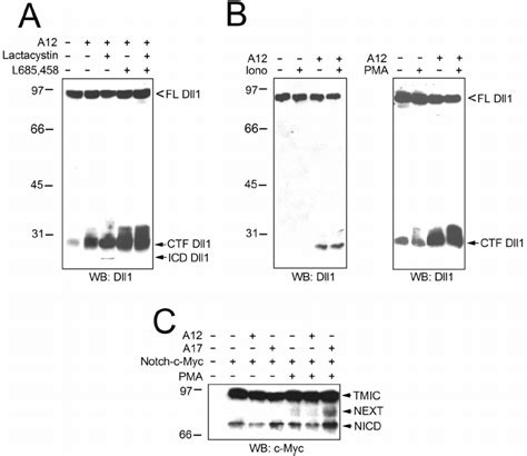 Adam12 Mediated Cleavage Of Dll1 Is Followed By γ Secretase Cleavage Download Scientific