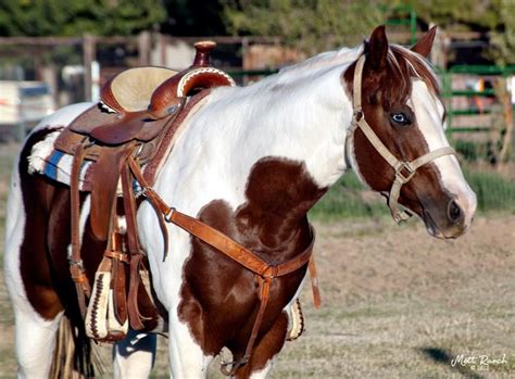Beautiful American Paint Horse In Western Style