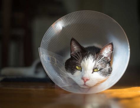 long lake animal hospital