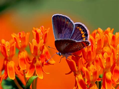 Karner Blue Butterfly Endangered