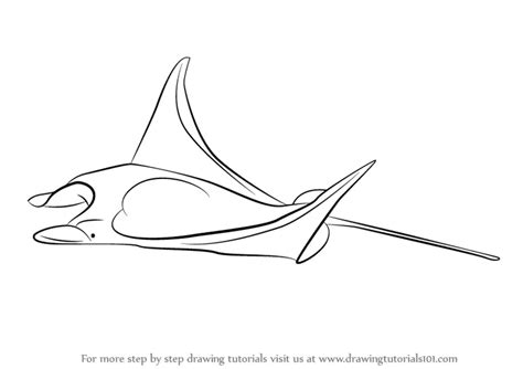 Step by Step How to Draw a Manta Ray : DrawingTutorials101.com