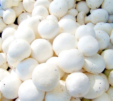 Button Mushroom Cultivation; Compost Formula | Agri Farming