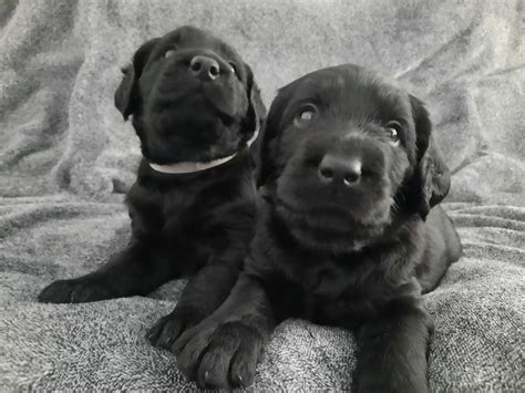 Labradoodle - Dawesville - PetsForHomes