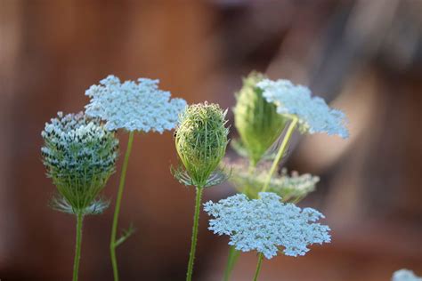 How To Grow Queen Annes Lace Ammi Majus Garden Gear Shop