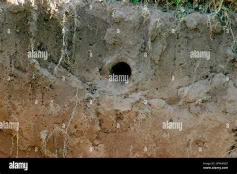 River Kingfisher, nesting site Stock Photo - Alamy