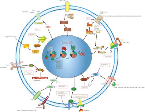 Mechanisms Of Small Molecule Induction Small Molecules Targeting