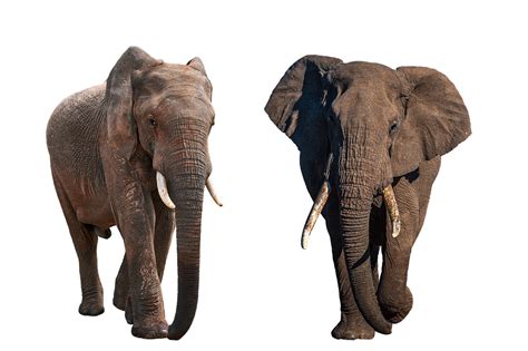Elefante Cuernos Orejas Foto Gratis En Pixabay Pixabay