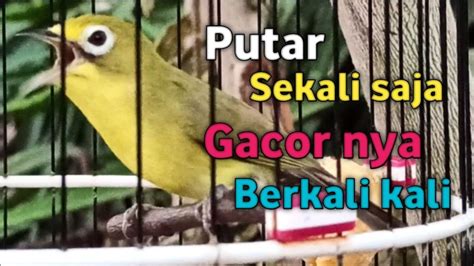 Kecial Kuning Ciak Ciak Joss Gacor Penuh Emosi Sekali Pancing Bikin