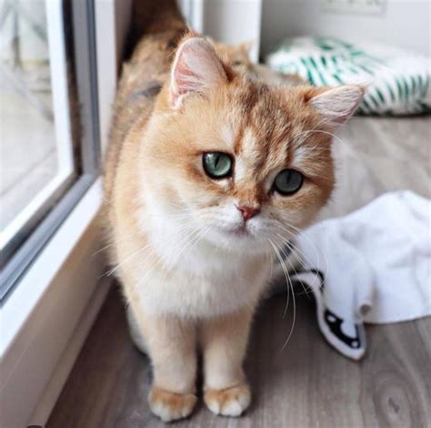 show   picture   cat raww