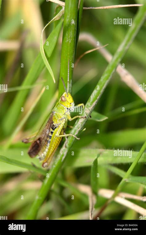 Common Green Grasshopper Stock Photo - Alamy