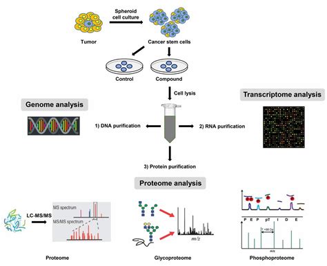 Chemical Proteomic Approaches Targeting Cancer Stem Cells A Review Of