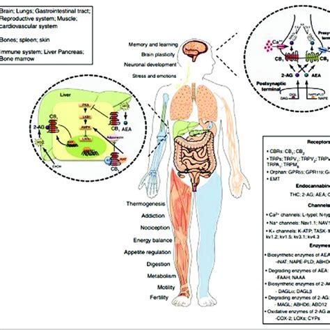 Pdf Emerging Role Of Cannabinoids And Synthetic Cb1 Cb2 Receptor