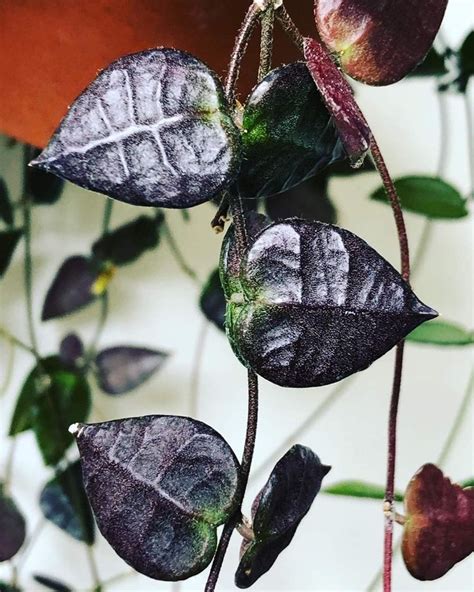 Pin by Virginie Garcia on plantes | Pretty plants, Hoya plants, Balcony ...