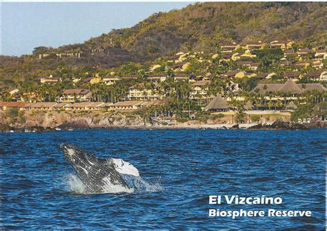 postcard page mexico whale sanctuary el vizcaino biosphere