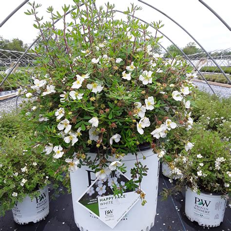 Happy Face® White Bush Cinquefoil - Grown By Overdevest