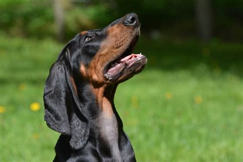 Coonhound Preto E Castanho - Coonhound Preto e Castanho - Raças de Cachorro
