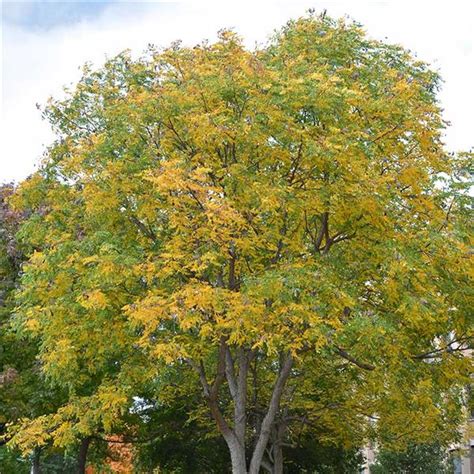 Tree Of The Month Kentucky Coffeetree Reforest London