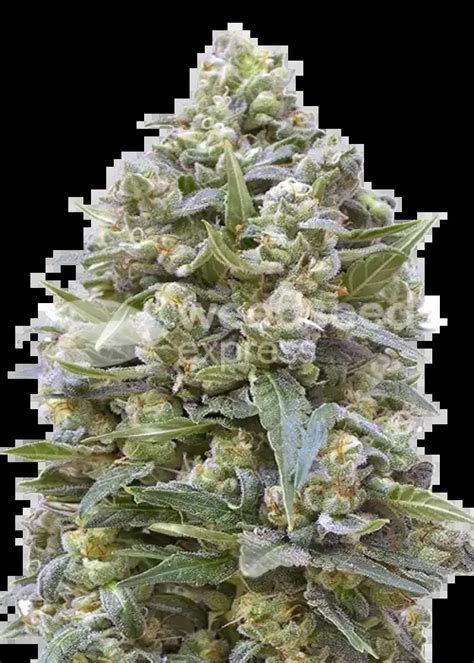 Alaskan Thunder Fuck Cannabis Strain Information Growdiaries