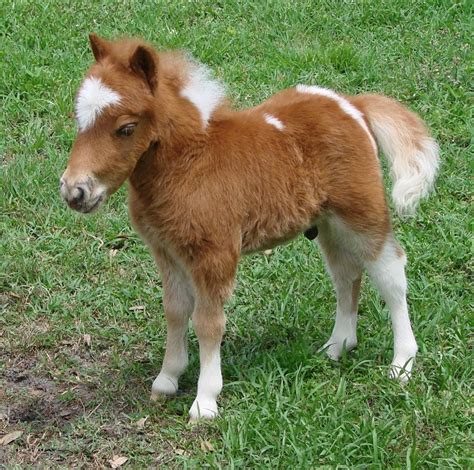 American Miniature Horse Breed Information, History, Videos, Pictures