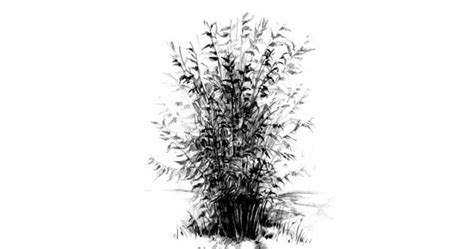 How To Draw A Bush With A Pencil Step By Step Drawing Tutorial