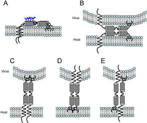 Viruses Free Full Text Ultra Structural Characterisation Of