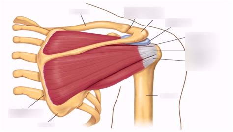 Posterior shoulder anatomy Diagram | Quizlet