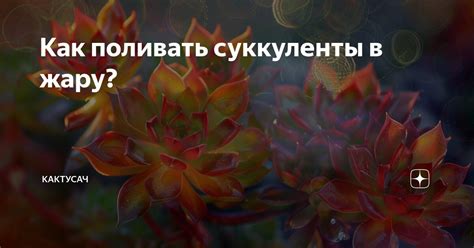 Как поливать суккуленты в жару? | Кактусач | Дзен