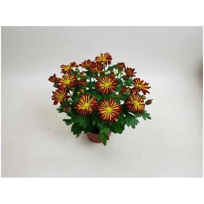 Chrysantheme Chrysanthemum Bicolor Special Verschiedene Farben Topf