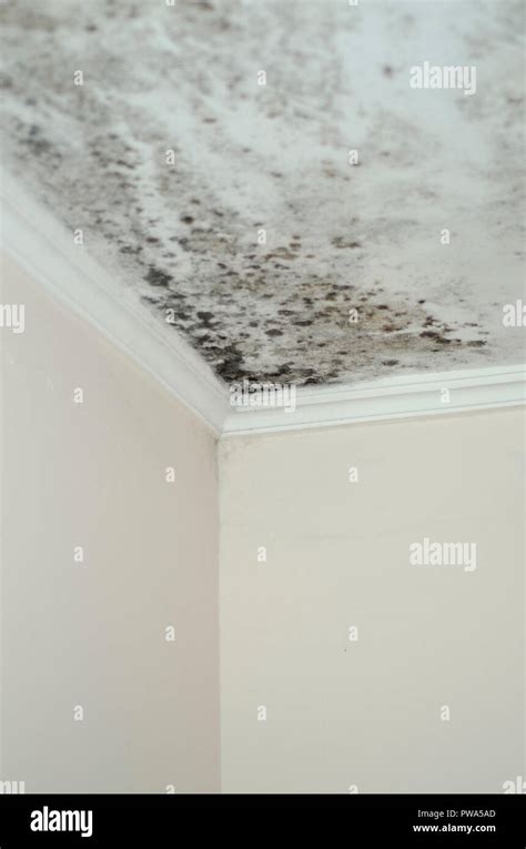 How To Get Rid Of Mold In Corner Ceiling Psoriasisguru