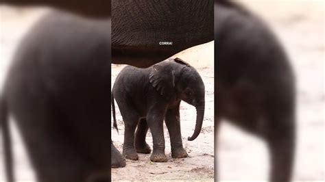 Elephant Giving Birth Gif