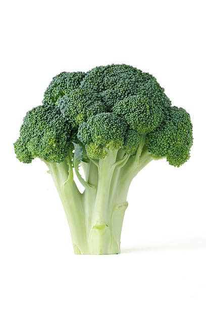 broccoli stock  pictures royalty  images istock